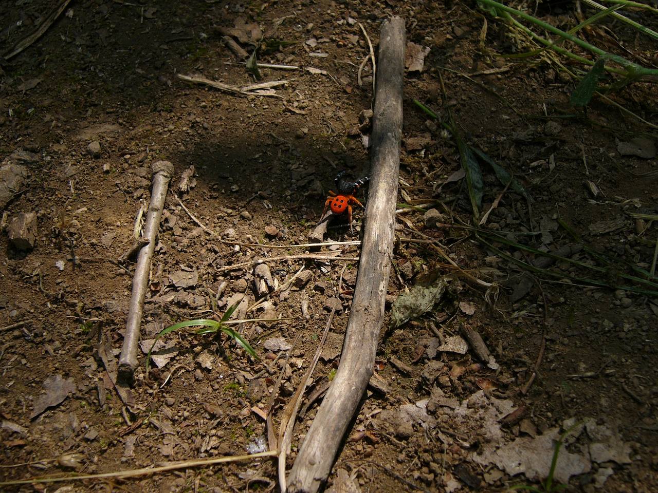 ragno al Monte Gelato: maschio di Eresus sp.